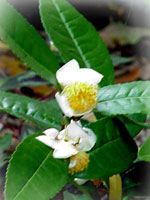 Green Tea Plant - Flower