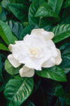 Gardenia veitchii